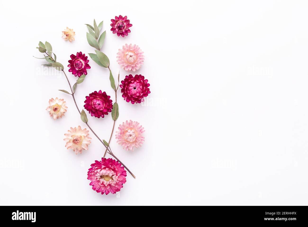 Flower composition. Eucalyptus branches and dry flowers on white background. Flat lay. Top view. Copy space - Image Stock Photo