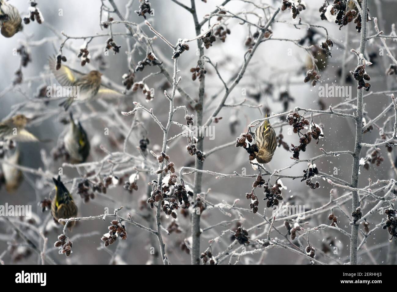 Pine siskins feeding on alder seeds in winter. Yaak Valley, northwest Montana. (Photo by Randy Beacham) Stock Photo