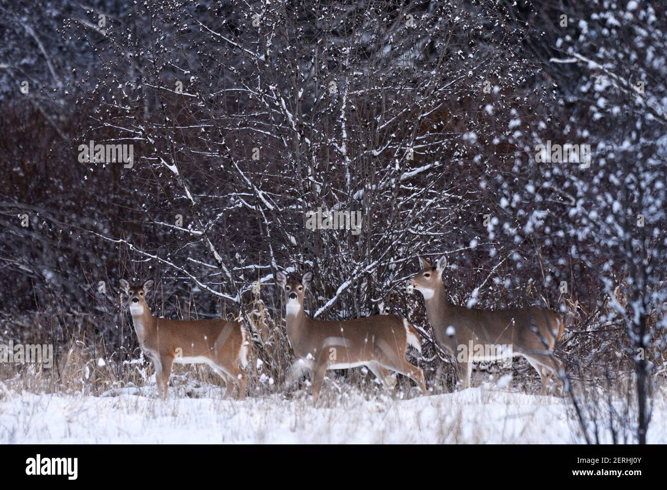 White mountains forest preserve hi-res stock photography and images - Alamy