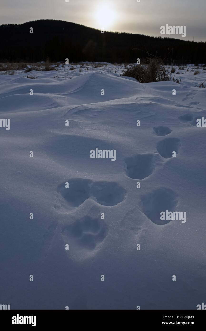 Lone wolf tracks in a grassland near the Yaak River in winter. Yaak Valley, northwest Montana. (Photo by Randy Beacham) Stock Photo