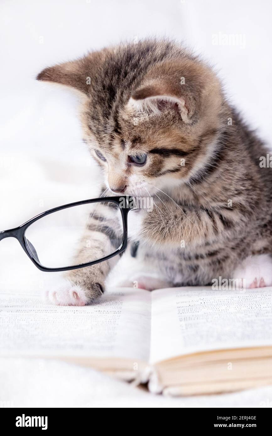 Striped kitten with book and eyeglasses lying on white bed. Clever ...