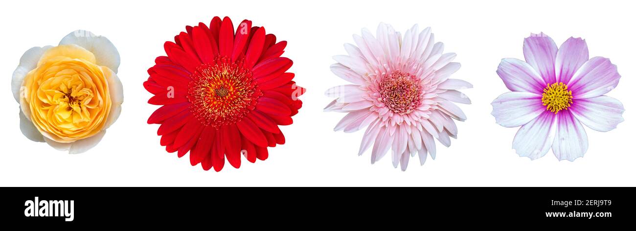 Set of beautiful flowers isolated on white background with clipping ...