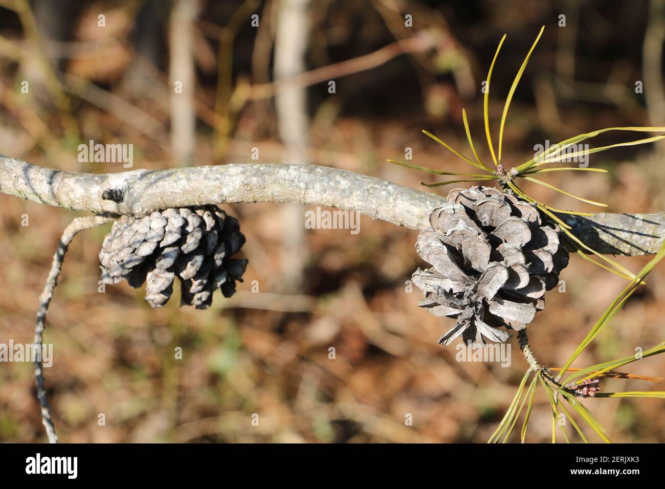 Pinecones on a branch. Stock Photo