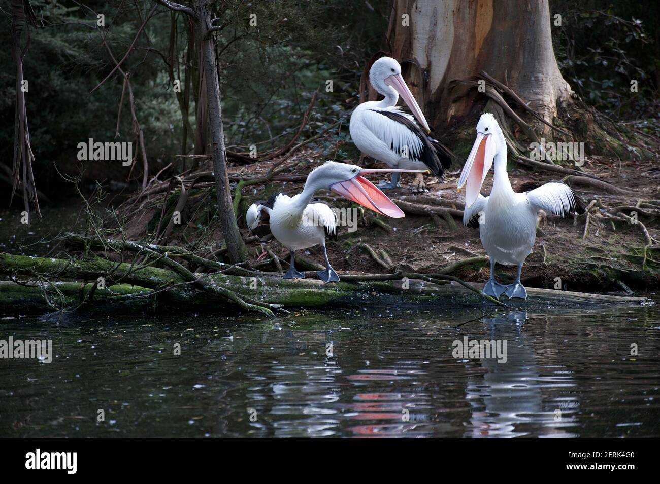 A group of Pelicans (Pelicanus Conspicillatus) are having a spat - an interloper has tried to join their group - and is not welcome! Stock Photo