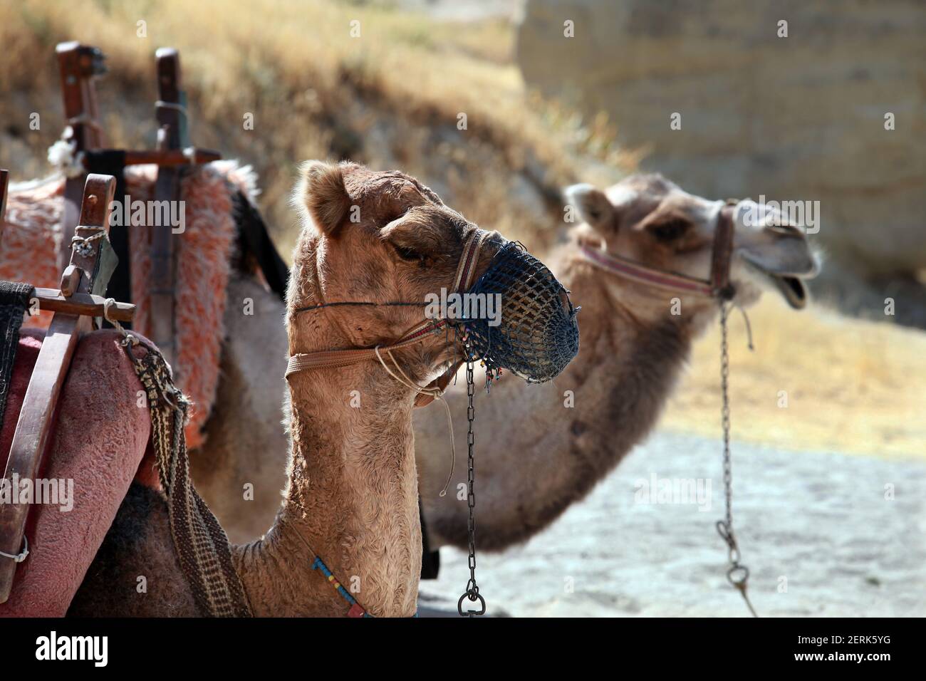 Page 2 Camel Wallpaper High Resolution Stock Photography And Images Alamy