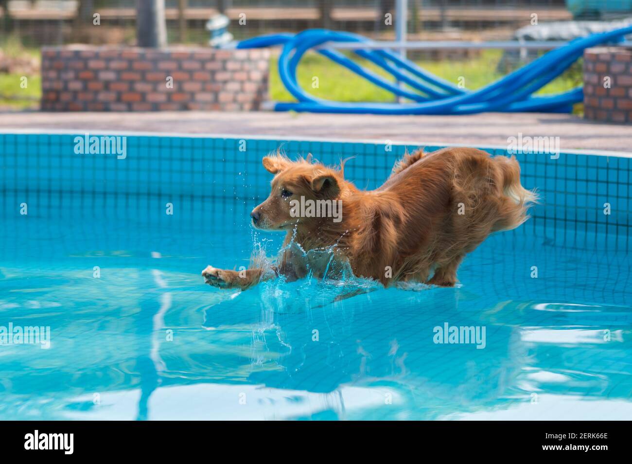 The moment the golden retriever jumped into the water Stock Photo - Alamy