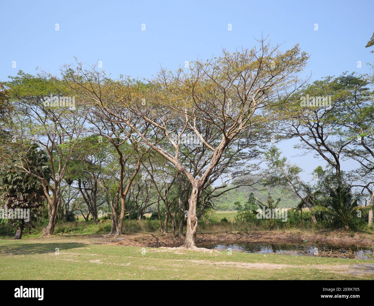 Brown Branch And Green Leaves Bush Of Mimosa Tree With Swamp In Forest At Summer With Blue Sky In Background Leaf That Turn Yellow In Thailand Stock Photo Alamy