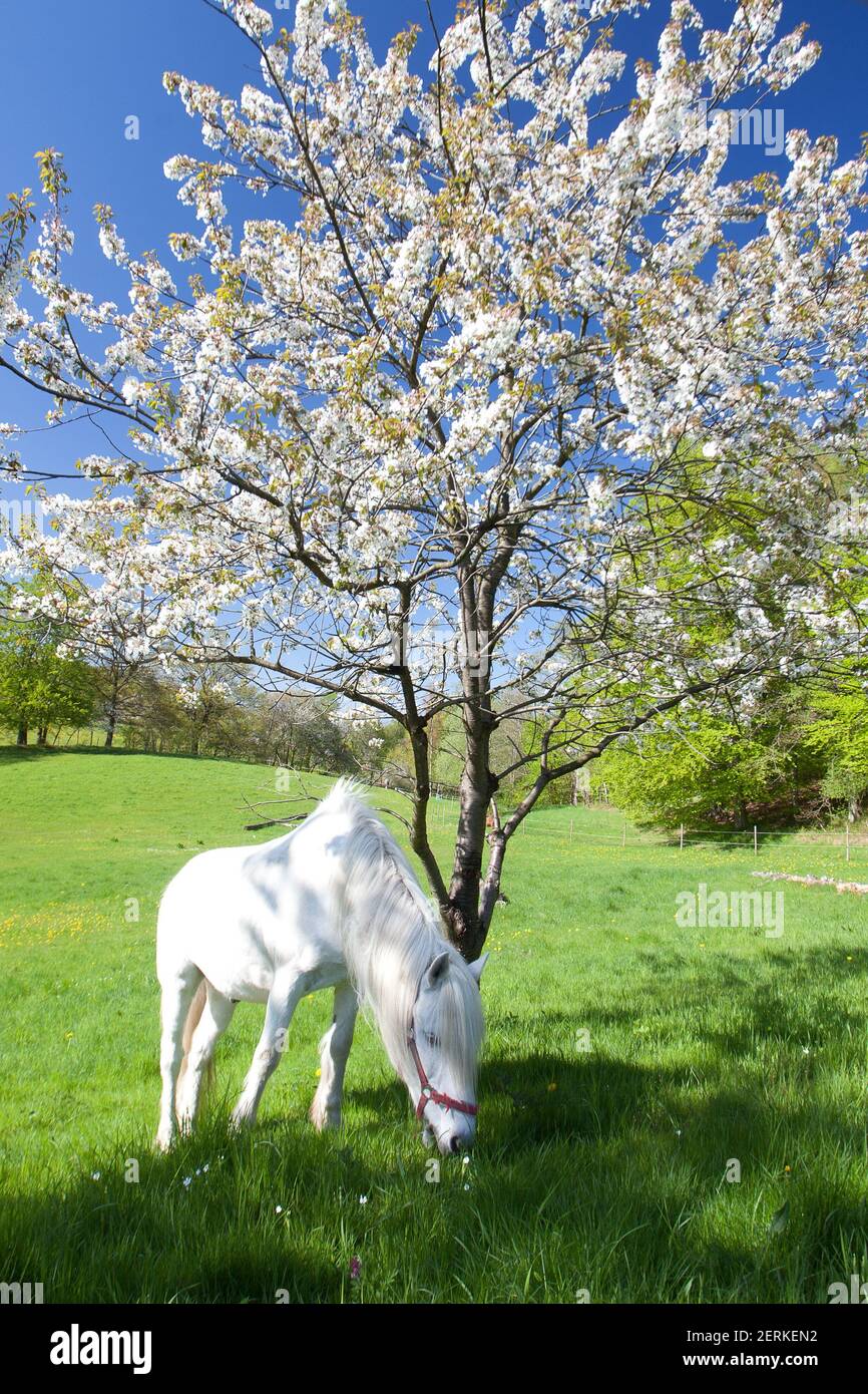 Horse on a field in Spring in Denmark Stock Photo - Alamy