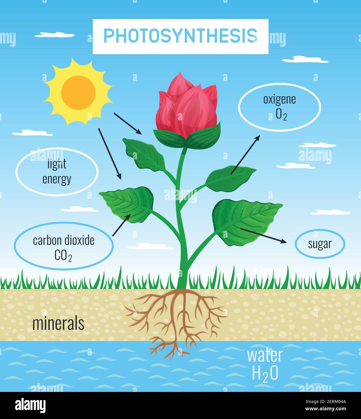 Biological photosynthesis role in plant growth flat educational poster depicting conversion solar energy to chemical vector illustration Stock Vector