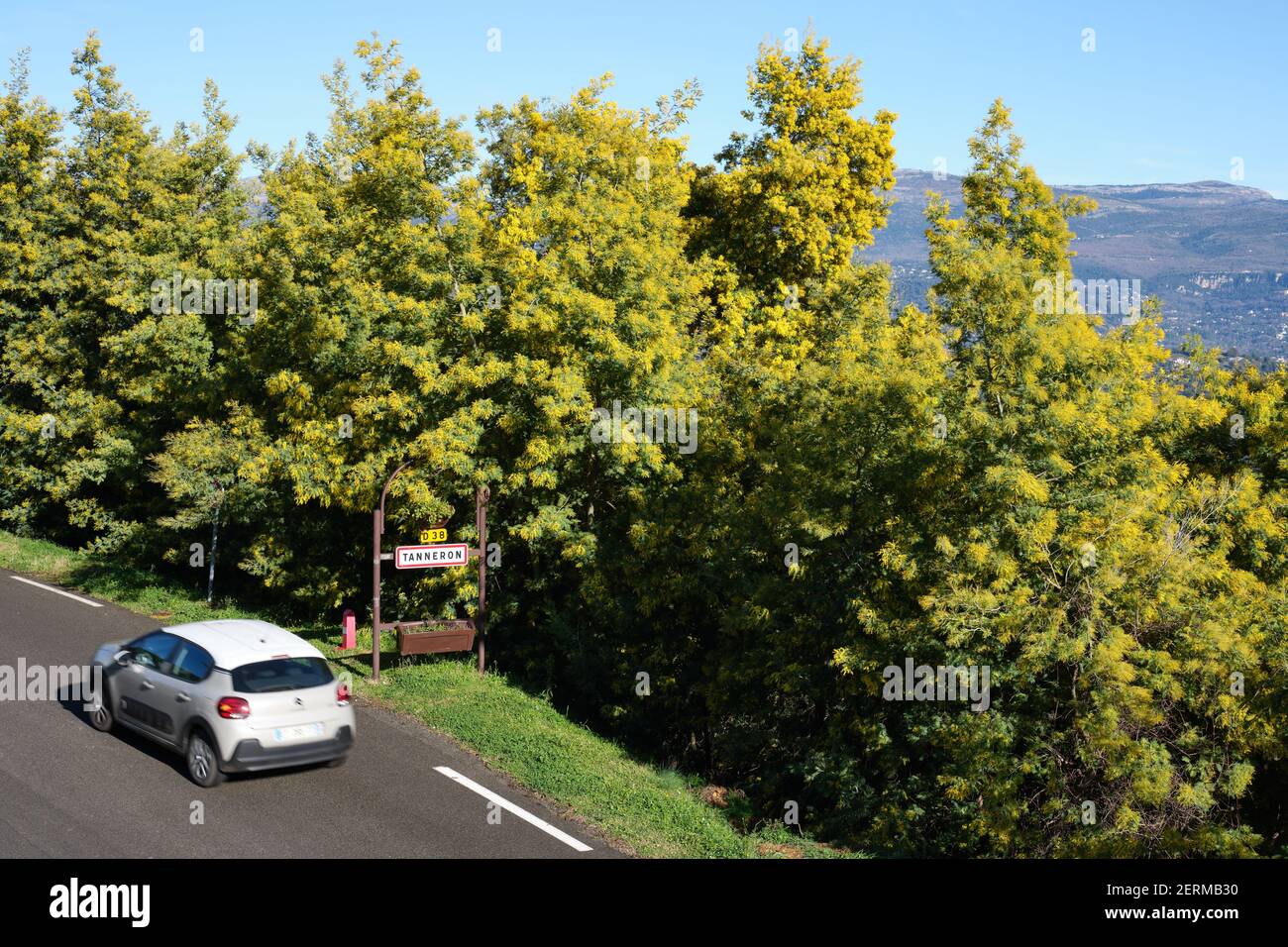 Mimosa tree blossom hires stock photography and images Alamy