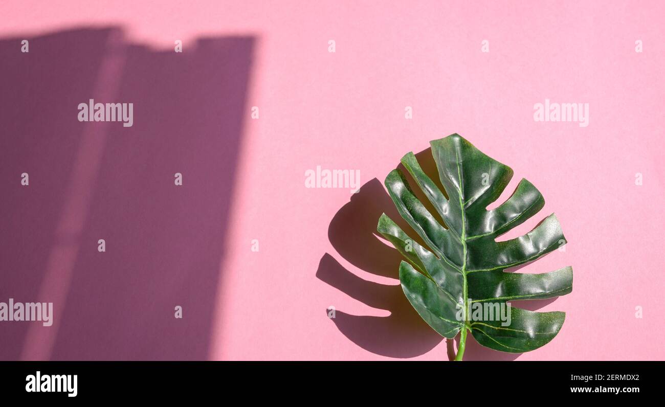 Tropical green leaves with shadow on pink background. Design or ...