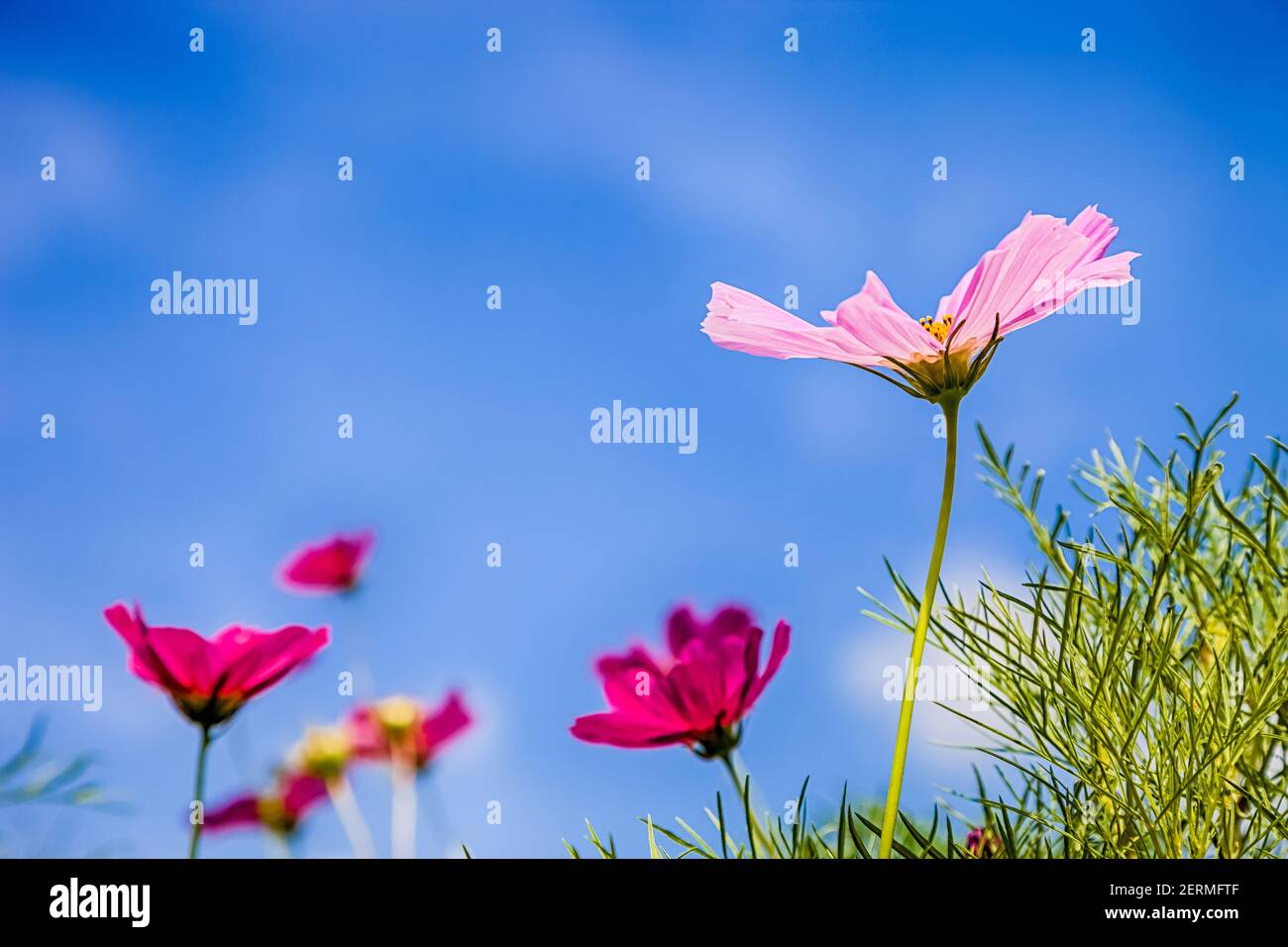 cosmos flower with blue sky background Stock Photo - Alamy
