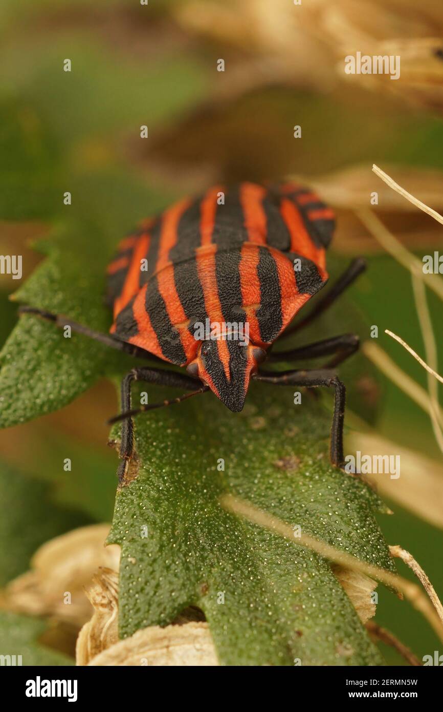 Frontal closeup of the red shieldbug , Graphosoma italicum on a green leaf Stock Photo