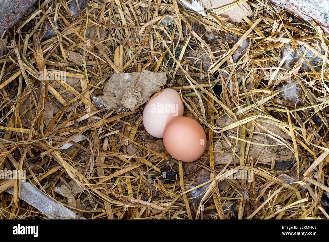 Two brown eggs on a hay nest. 100% organic chicken eggs at a farm house. Poultry eggs in countryside. Stock Photo