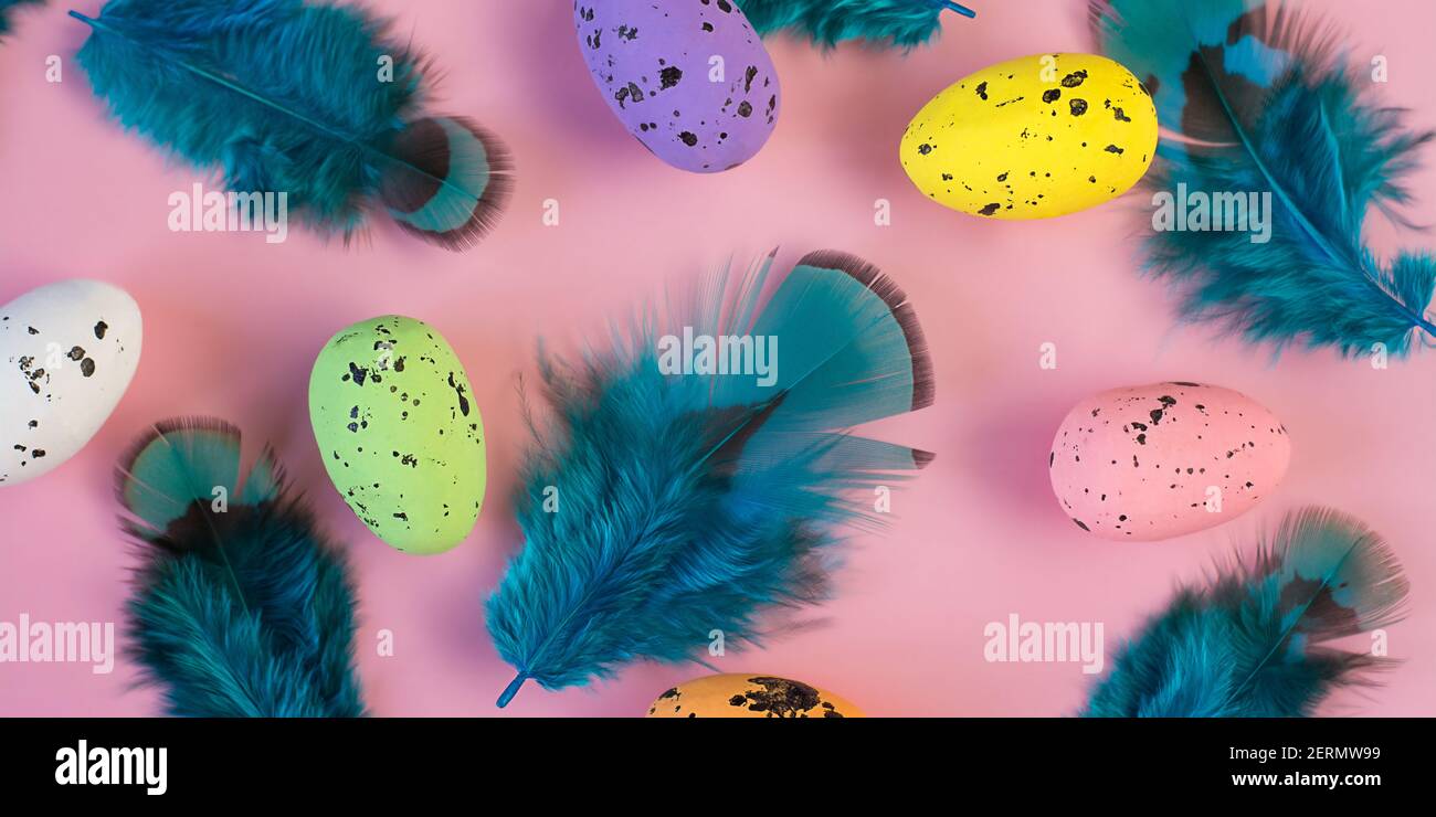 Colored easter eggs and blue feather on a pink background, web banner Stock Photo