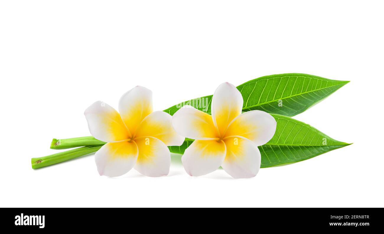 Frangipani flowers with leaves isolated on white Stock Photo Alamy