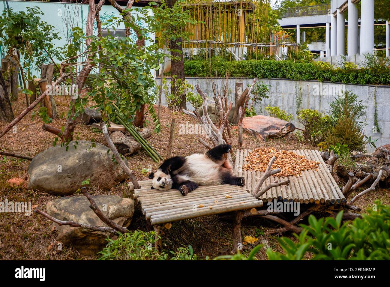 Close-up of a sleeping panda Stock Photo