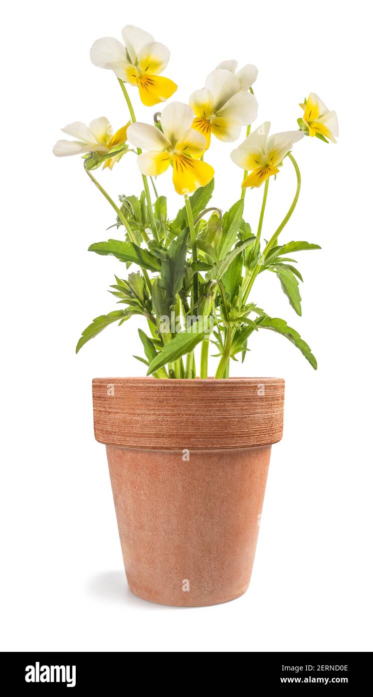 Pansy flowers plant in vase isolated on white background Stock Photo