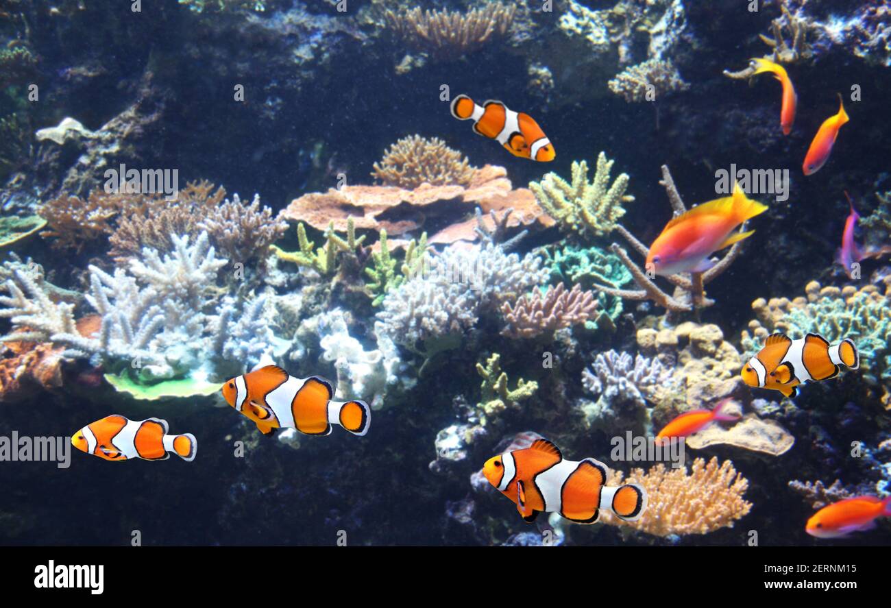 Sea coral and clown fish in marine aquarium. Isolated on black background. Horizontal banner with tropical fish. Stock Photo