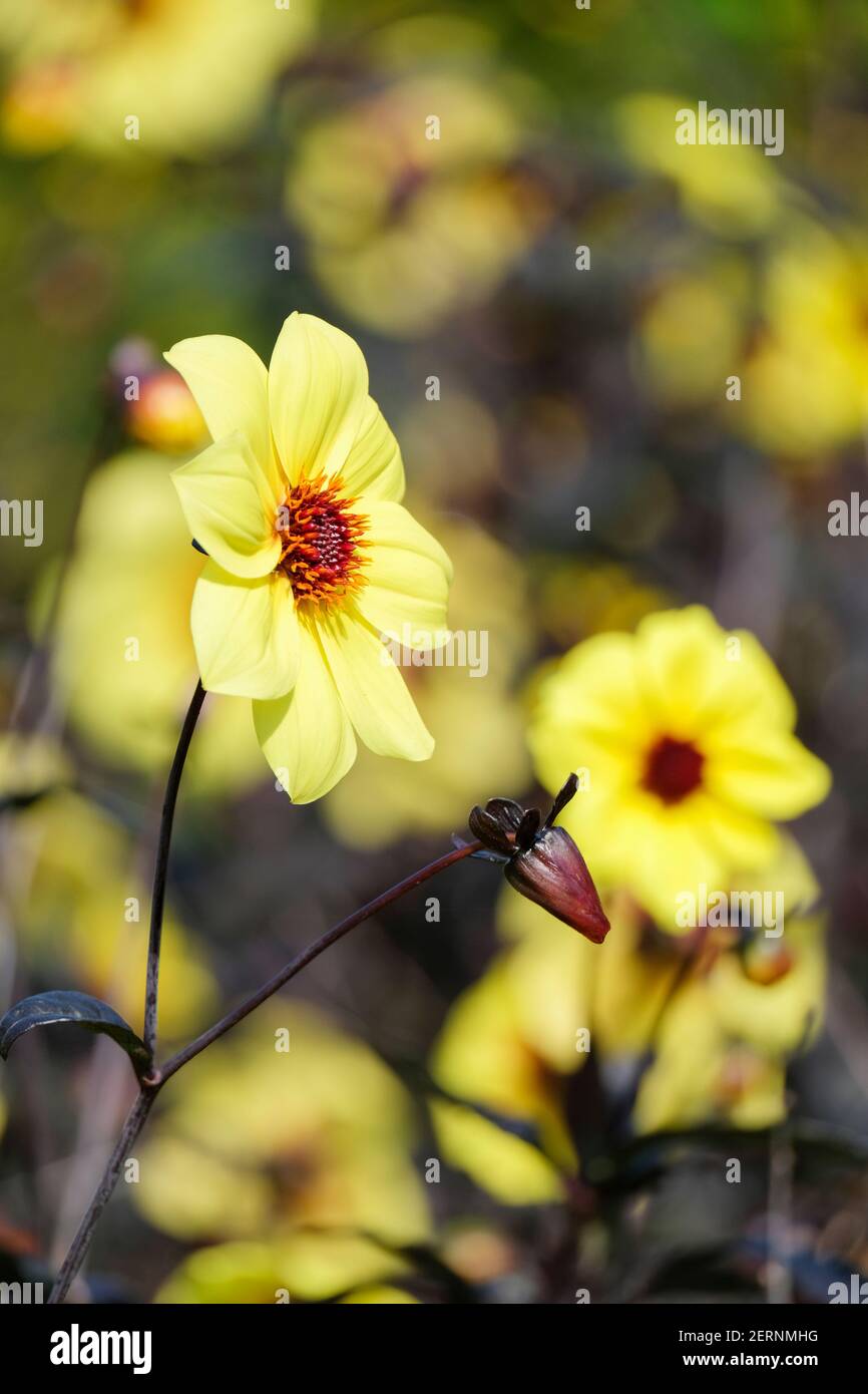 Yellow ribbed, sunflower-like blooms of Dahlia 'Knockout', Mystic series. Dahlia 'Mystic Knockout' Dahlia 'Mystic Ladies Knockout' Stock Photo