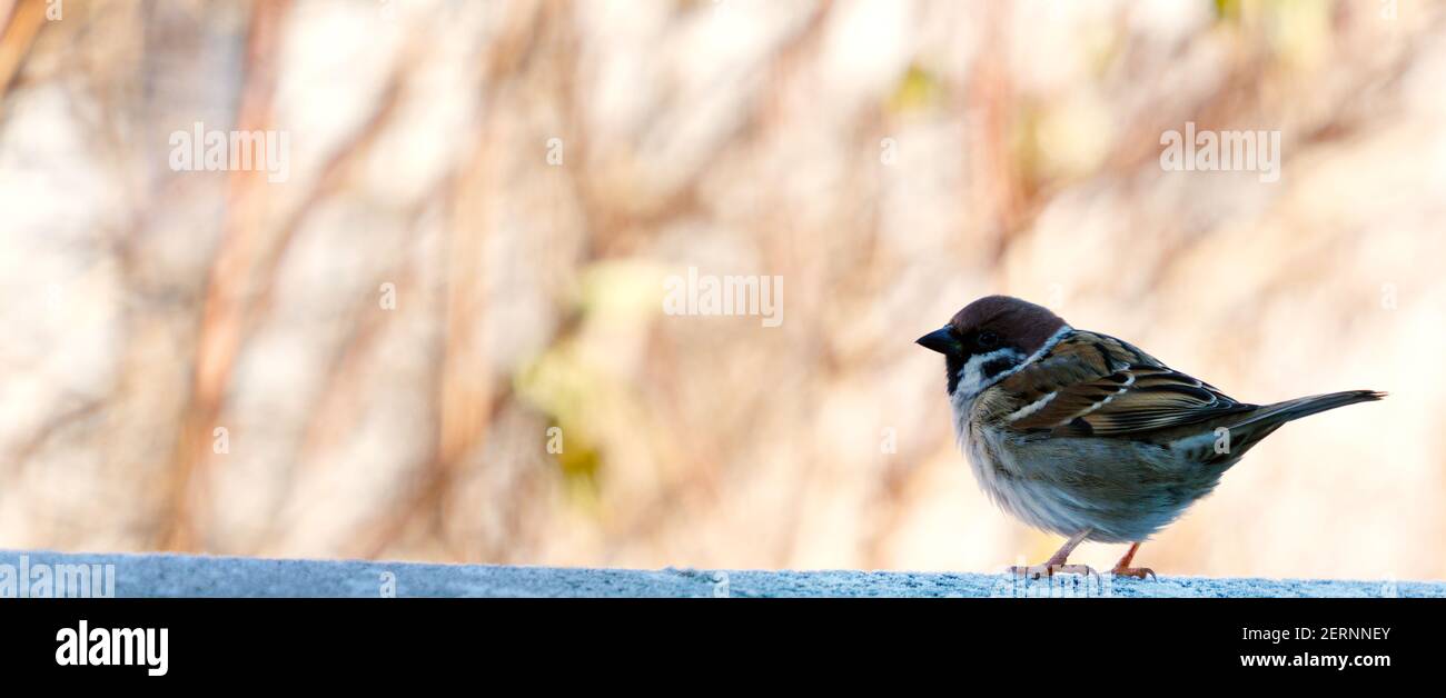 Close up of a sparrow on wall Stock Photo