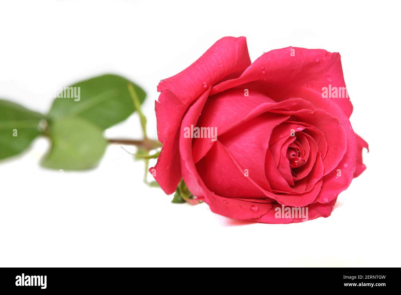 Beautiful bright red rose with water droplets on petals on white background Stock Photo