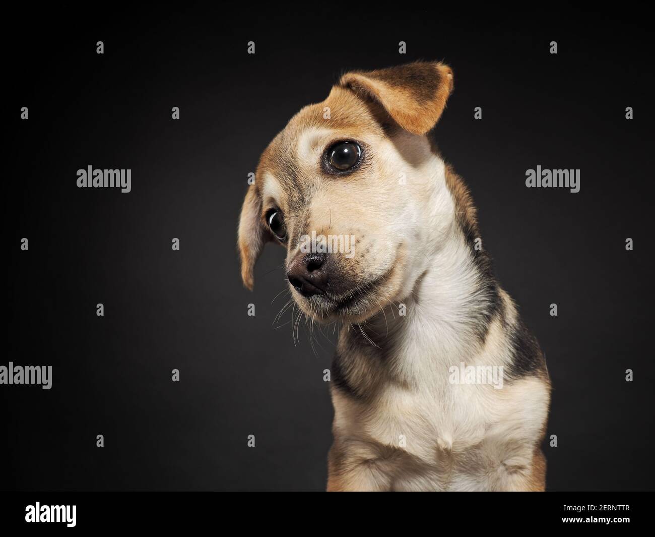 Studio portrait cutie puppy on black background Stock Photo