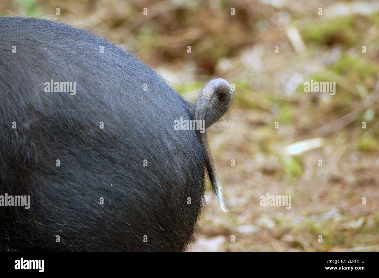Close up of a curly tail on the rear of a saddleback pig. Space for copy on right hand side of horizontal shot. Stock Photo
