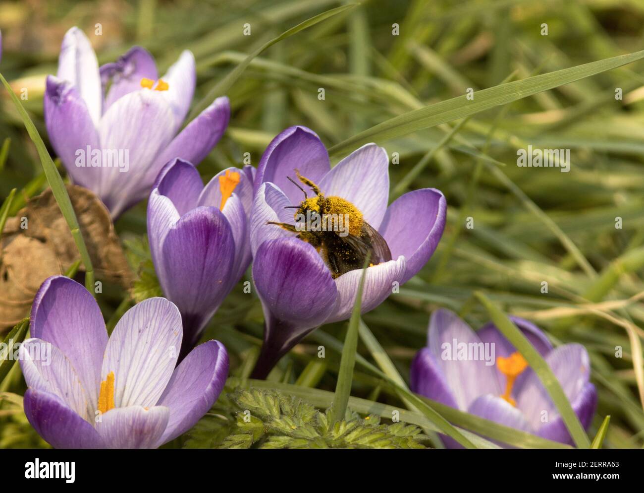 A BumbleBee gathers pollen from early flowering crocus. The new