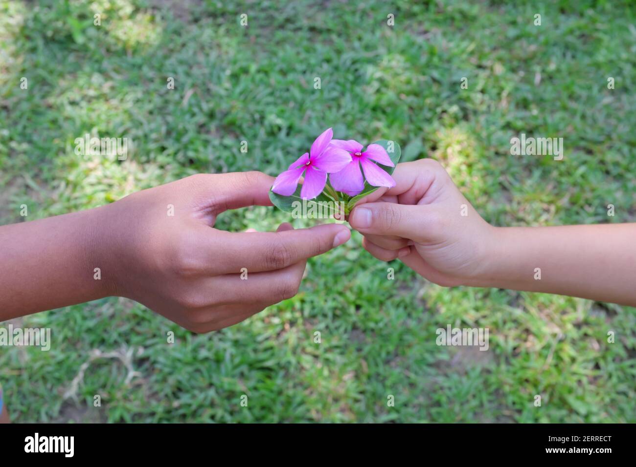 Child hand giving purple pink flowers with copy space. Friendship, kindness, caring, giving love and care concept. Stock Photo