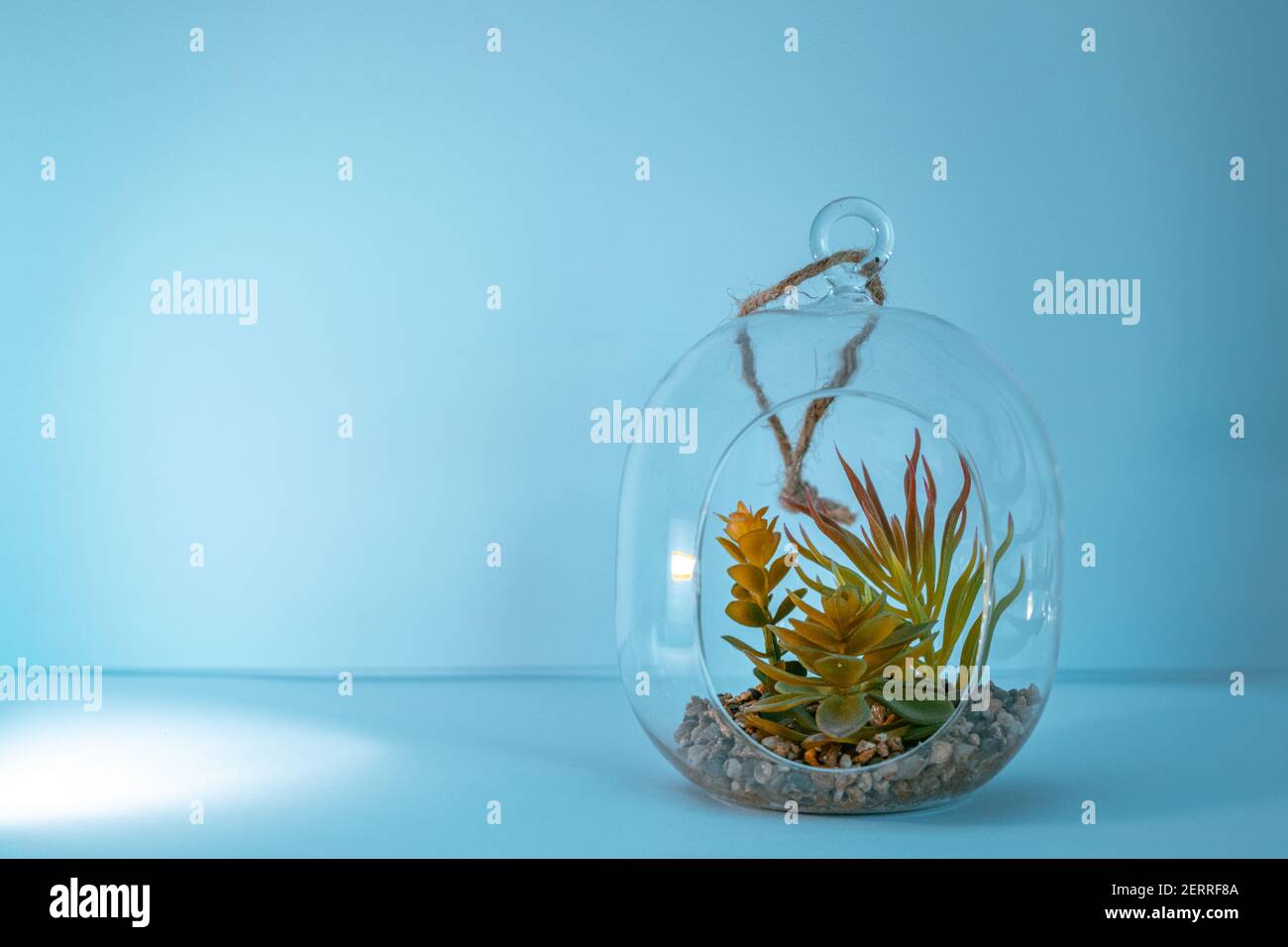 Tillandsia air plant with stones in a glass jar ocean vibe wall mockup. Clear space for text Stock Photo