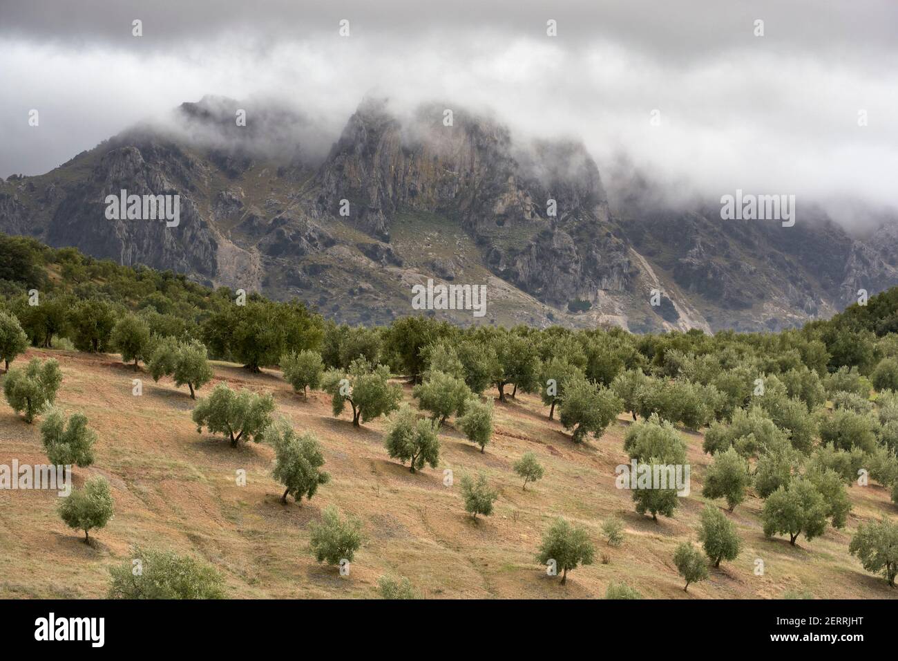 olive grove in the natural park of the Subbetic mountains in Cordoba. Andalusia, Spain Stock Photo