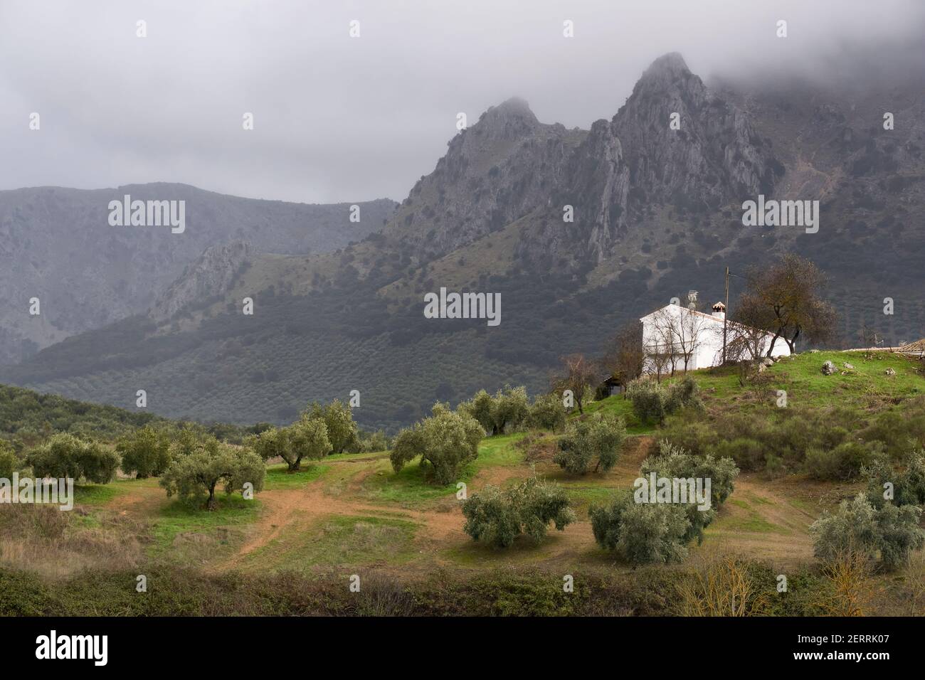 olive grove and country house in the natural park of the Subbetic mountains in Cordoba. Andalusia, Spain Stock Photo
