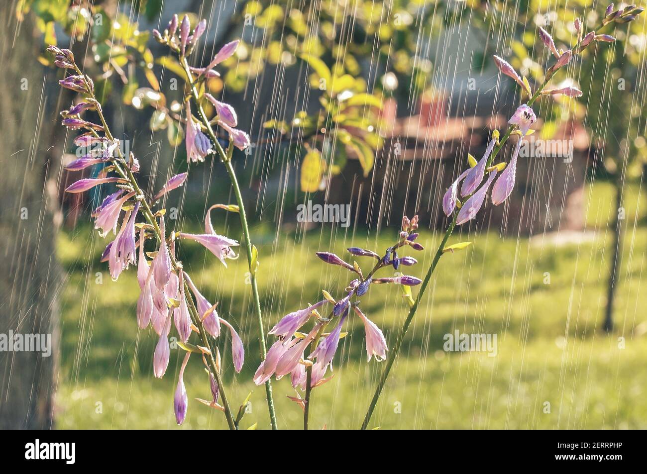 Hosta flowers in the garden in the summer rain. Stock Photo