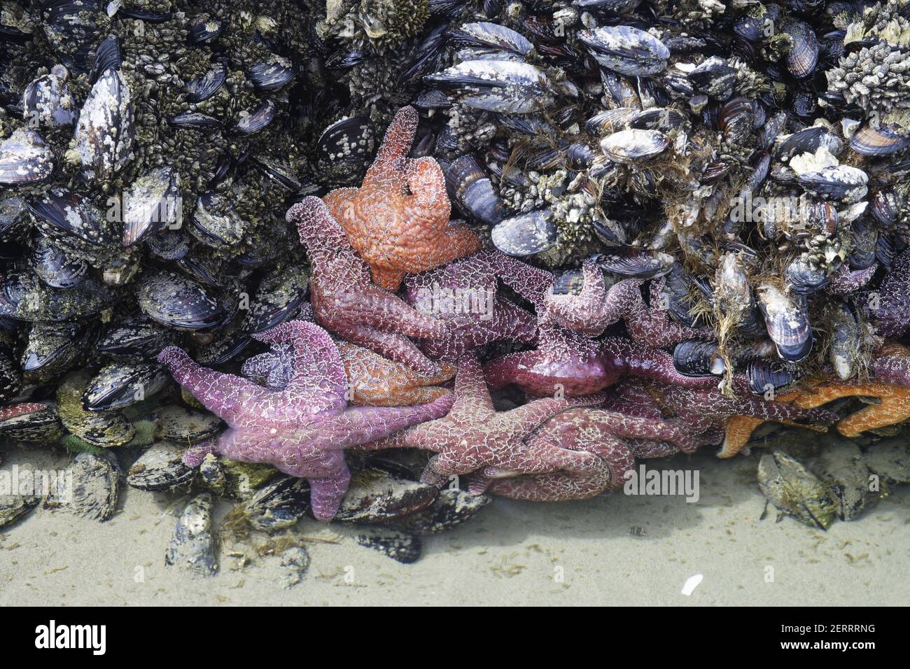 Ochre Sea Stars exposed at low tide(Pisaster ochracheus) Cannon Beach Oregon, USA IN000146 Stock Photo