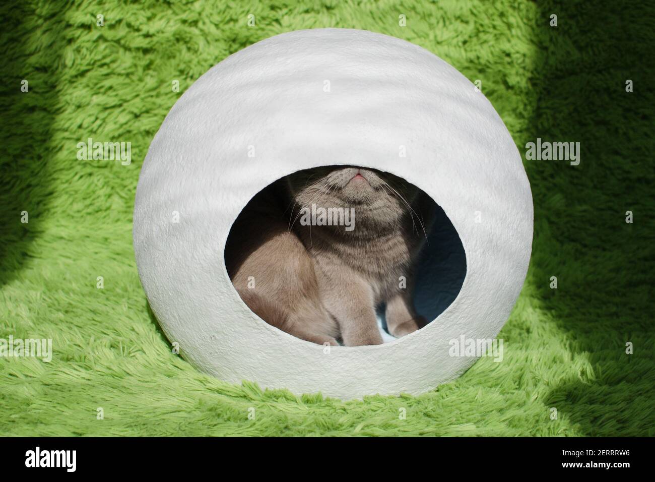 British cat in white sphere house on green background. House from