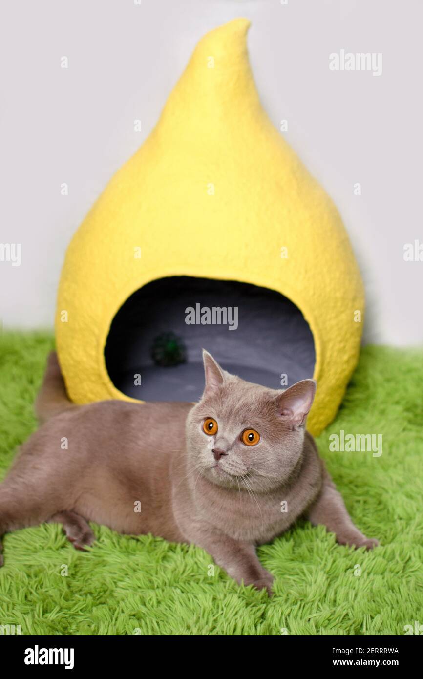 British cat and yellow house on white background, green floor. House