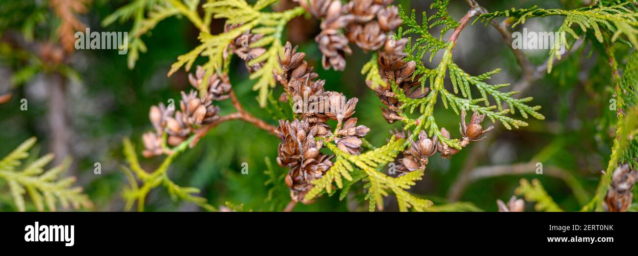 mature cones oriental arborvitae and foliage thuja. close up of bright green texture of thuja leaves with brown seed cones. banner Stock Photo