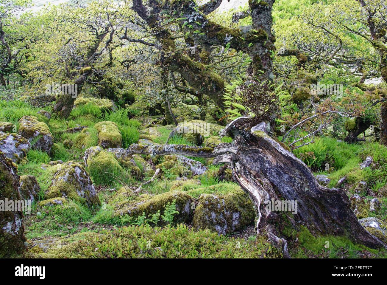 Wistmans Wood showing old Oaksand moss covered rocky understory Dartmoor National Park Devon,  UK LA000175 Stock Photo