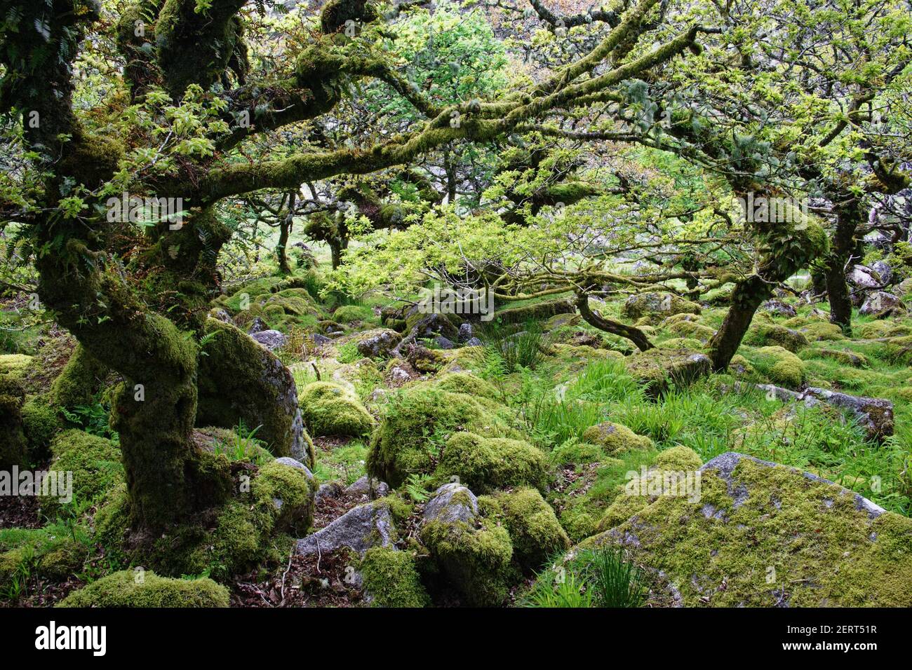 Wistmans Wood showing old Oaksand moss covered rocky understory Dartmoor National Park Devon,  UK LA000210 Stock Photo