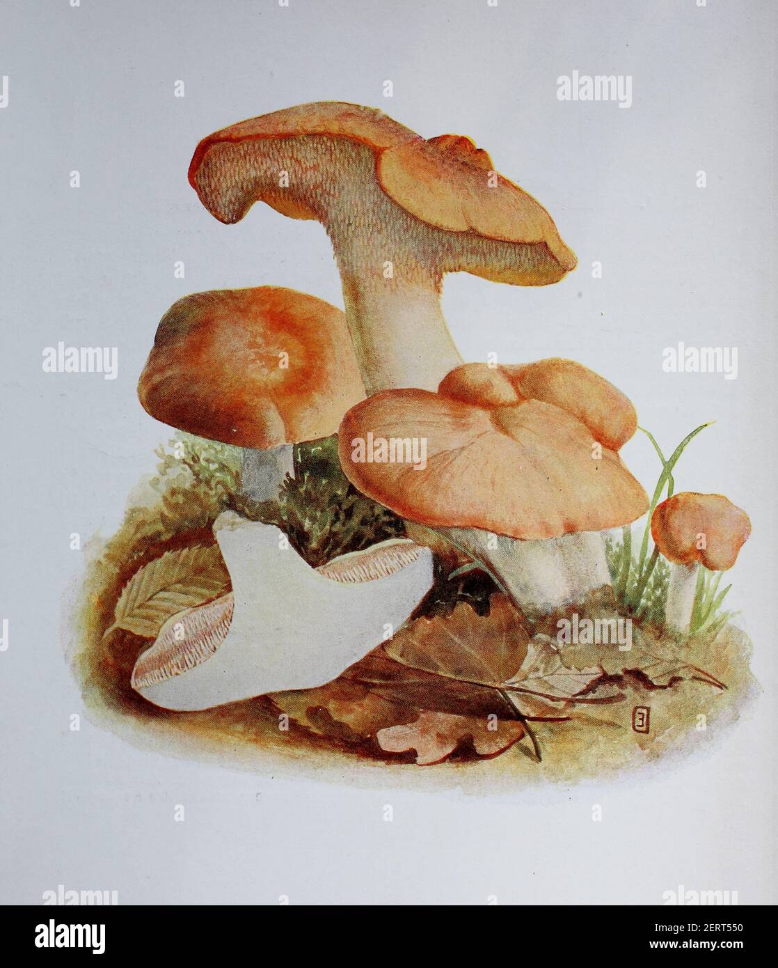 Hydnum repandum, commonly known as the sweet tooth, wood hedgehog or hedgehog mushroom, digital reproduction of an ilustration of Emil Doerstling (1859-1940) Stock Photo