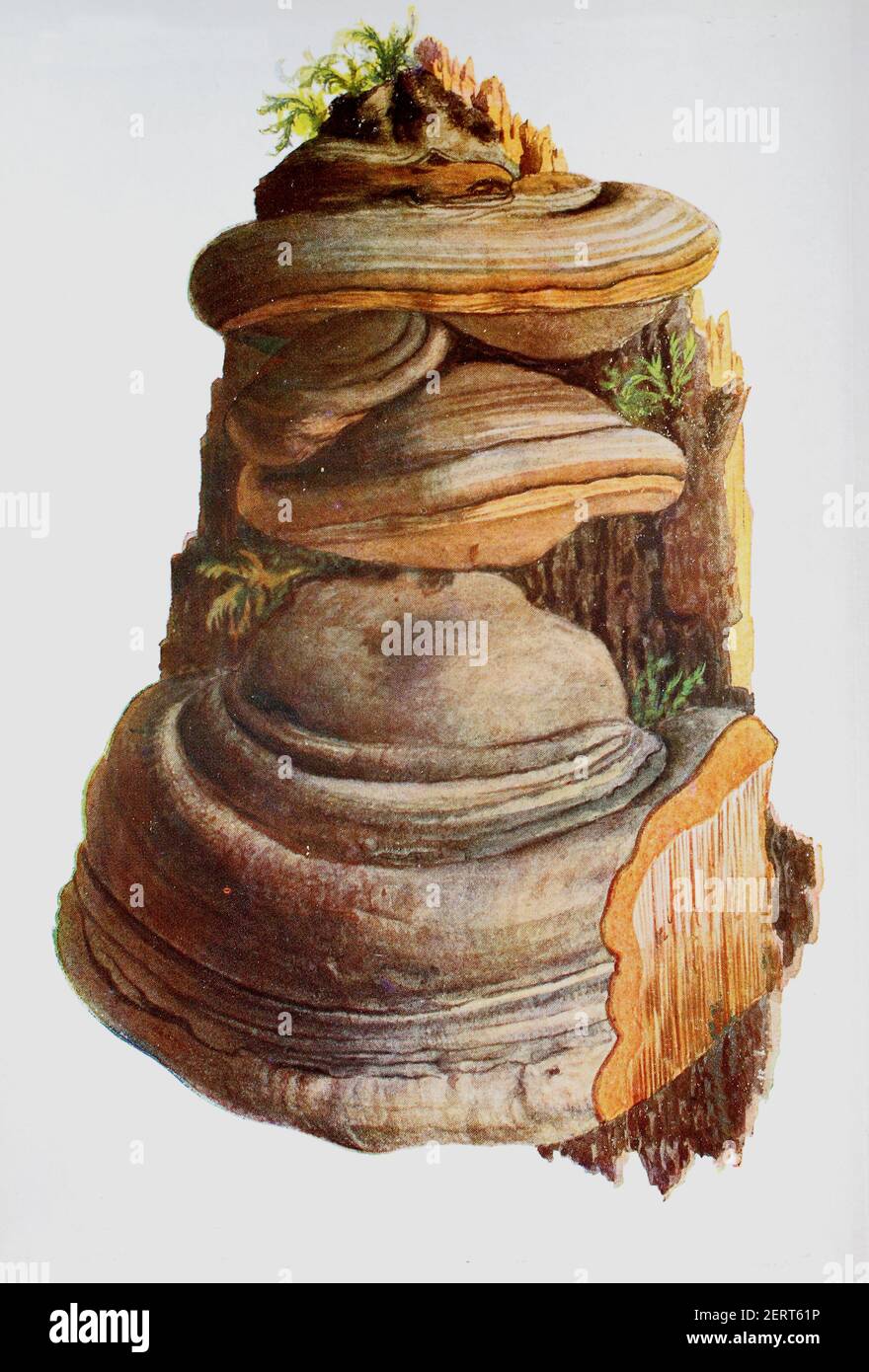 Fomes fomentarius (commonly known as the tinder fungus, false tinder fungus, hoof fungus, tinder conk, tinder polypore or ice man fungus) is a species of fungal plant pathogen, digital reproduction of an ilustration of Emil Doerstling (1859-1940) Stock Photo
