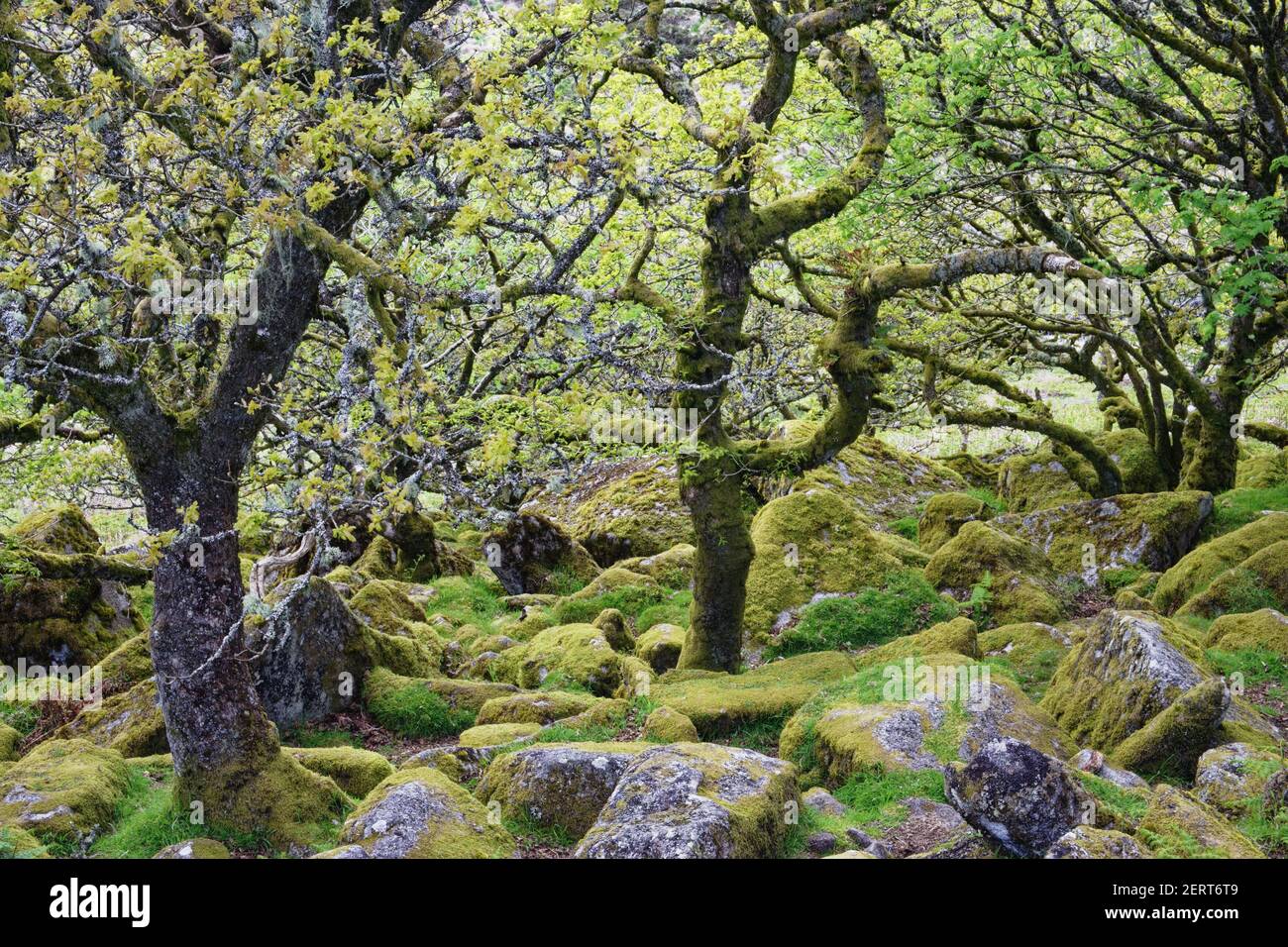 Wistmans Wood showing old Oaksand moss covered rocky understory Dartmoor National Park Devon,  UK LA000218 Stock Photo