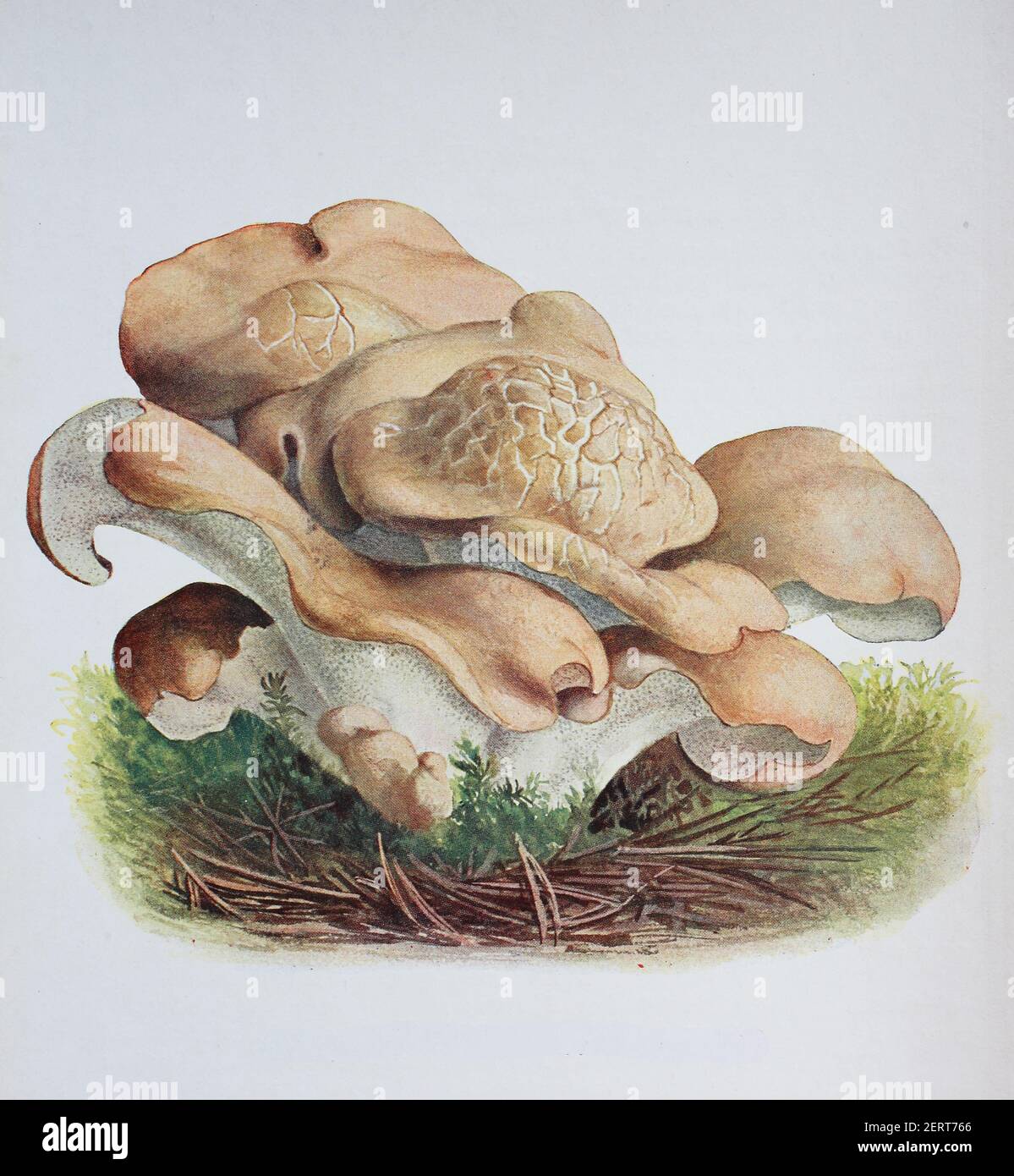 Albatrellus confluens, Polyporus confluens, digital reproduction of an ilustration of Emil Doerstling (1859-1940) Stock Photo