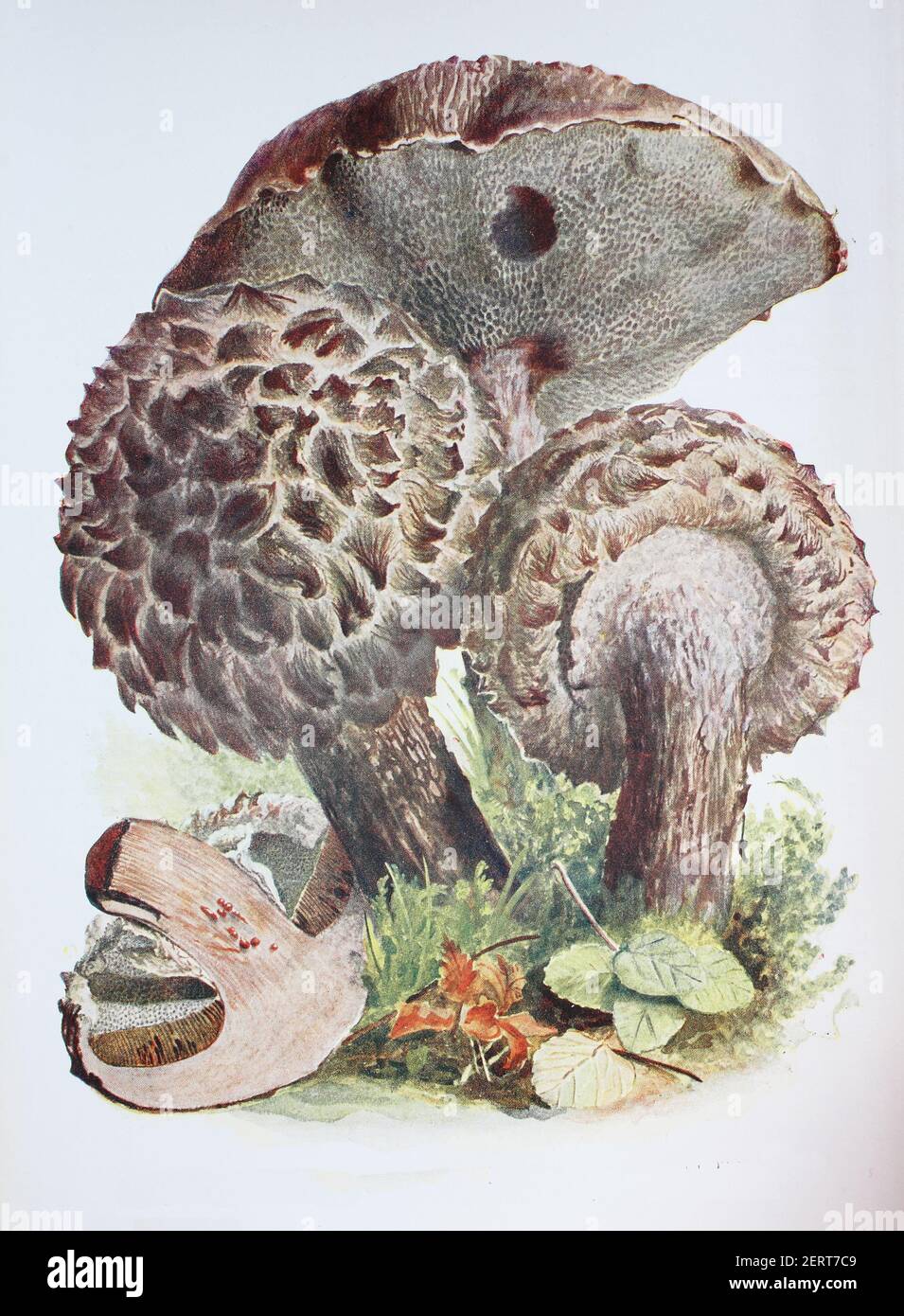 Strobilomyces strobilaceus, also called Strobilomyces floccopus and commonly known as old man of the woods, digital reproduction of an ilustration of Emil Doerstling (1859-1940) Stock Photo