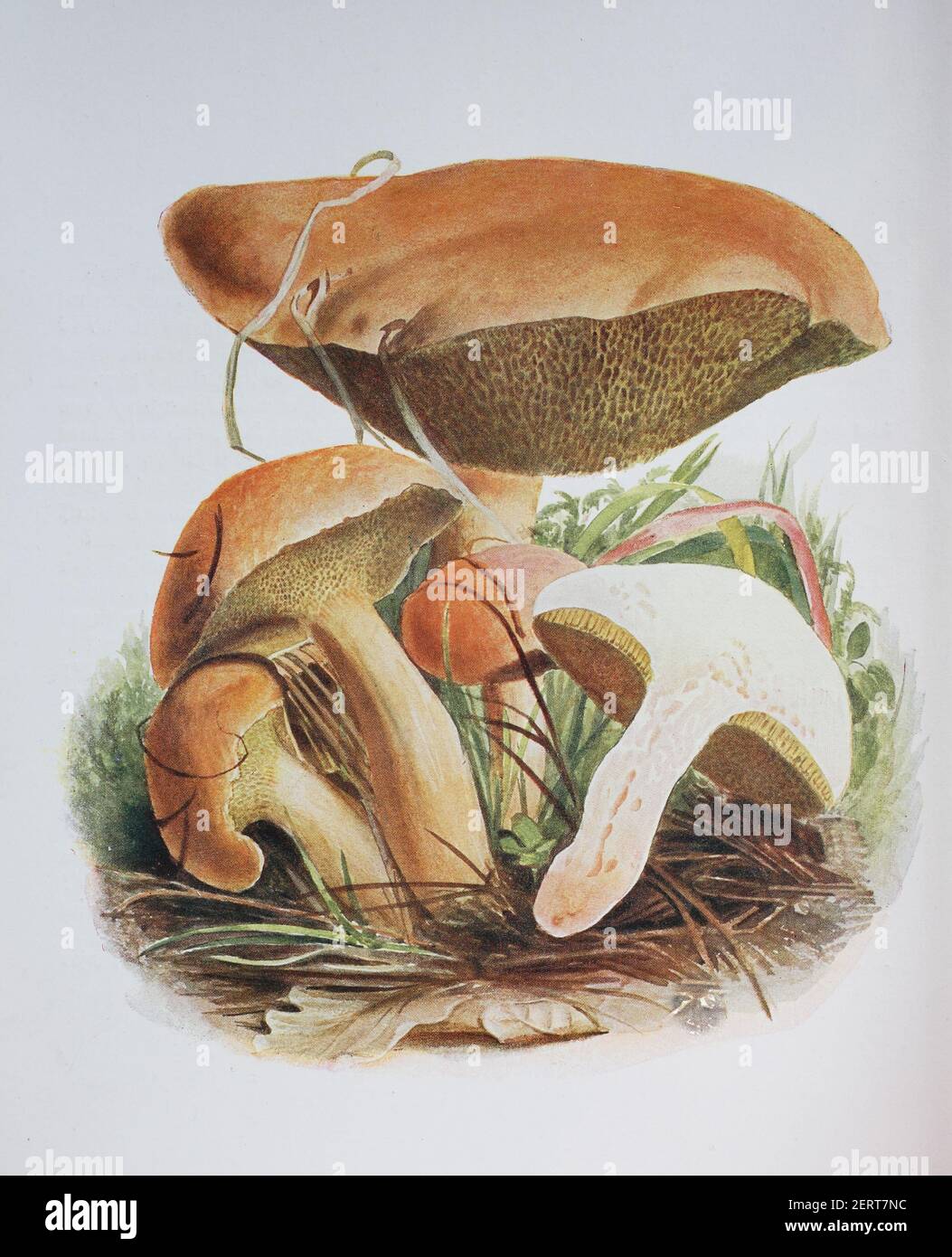 Suillus bovinus, also known as the Jersey cow mushroom or bovine bolete, is a pored mushroom of the genus Suillus in the family Suillaceae, digital reproduction of an ilustration of Emil Doerstling (1859-1940) Stock Photo