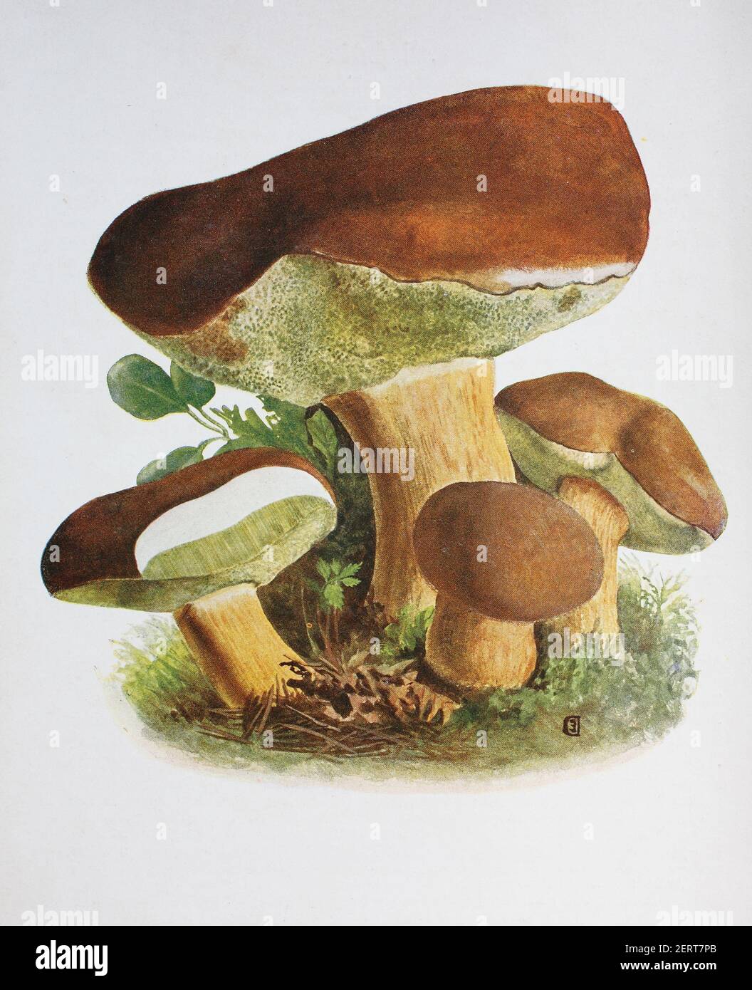 Imleria badia, commonly known as the bay bolete, is an edible, pored mushroom found in Europe and North America. Boletus badius und Xerocomus badius, digital reproduction of an ilustration of Emil Doerstling (1859-1940) Stock Photo