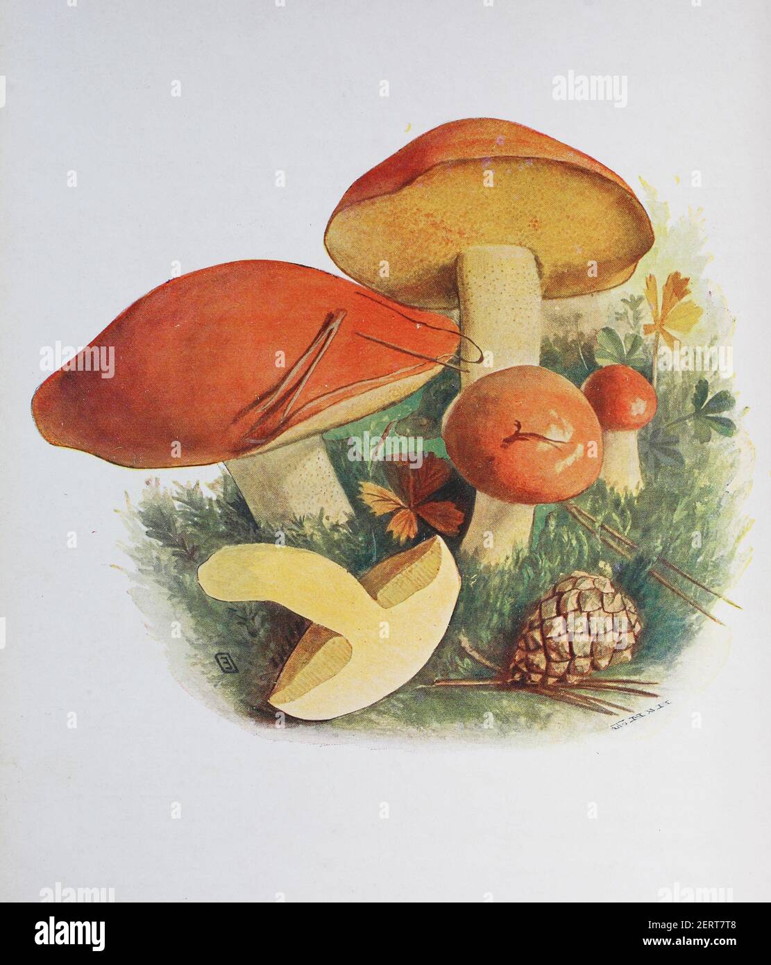 Suillus granulatus is a pored mushroom of the genus Suillus in the family Suillaceae, digital reproduction of an ilustration of Emil Doerstling (1859-1940) Stock Photo