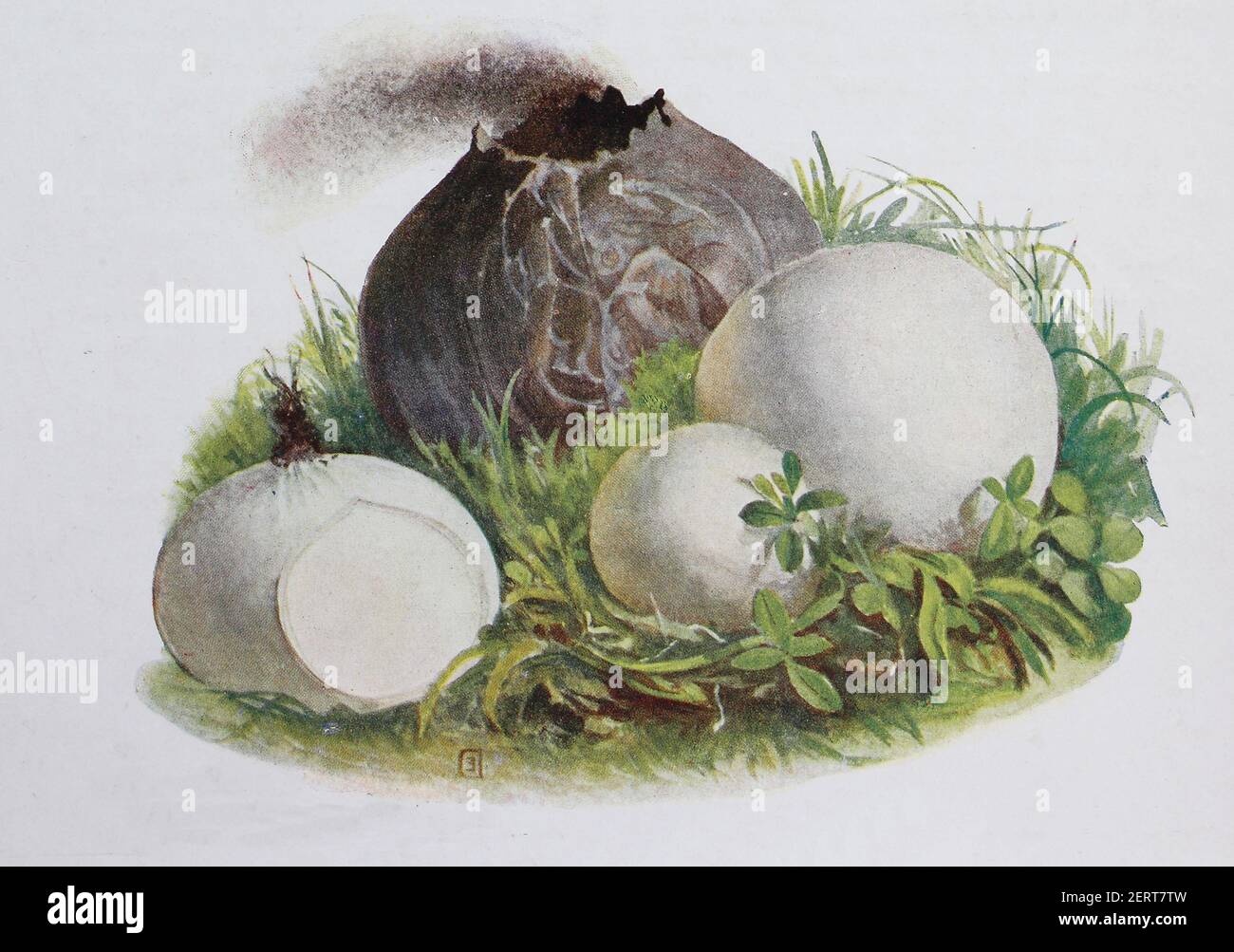 Bovista nigrescens, commonly referred to as the brown puffball or black bovist, digital reproduction of an ilustration of Emil Doerstling (1859-1940) Stock Photo