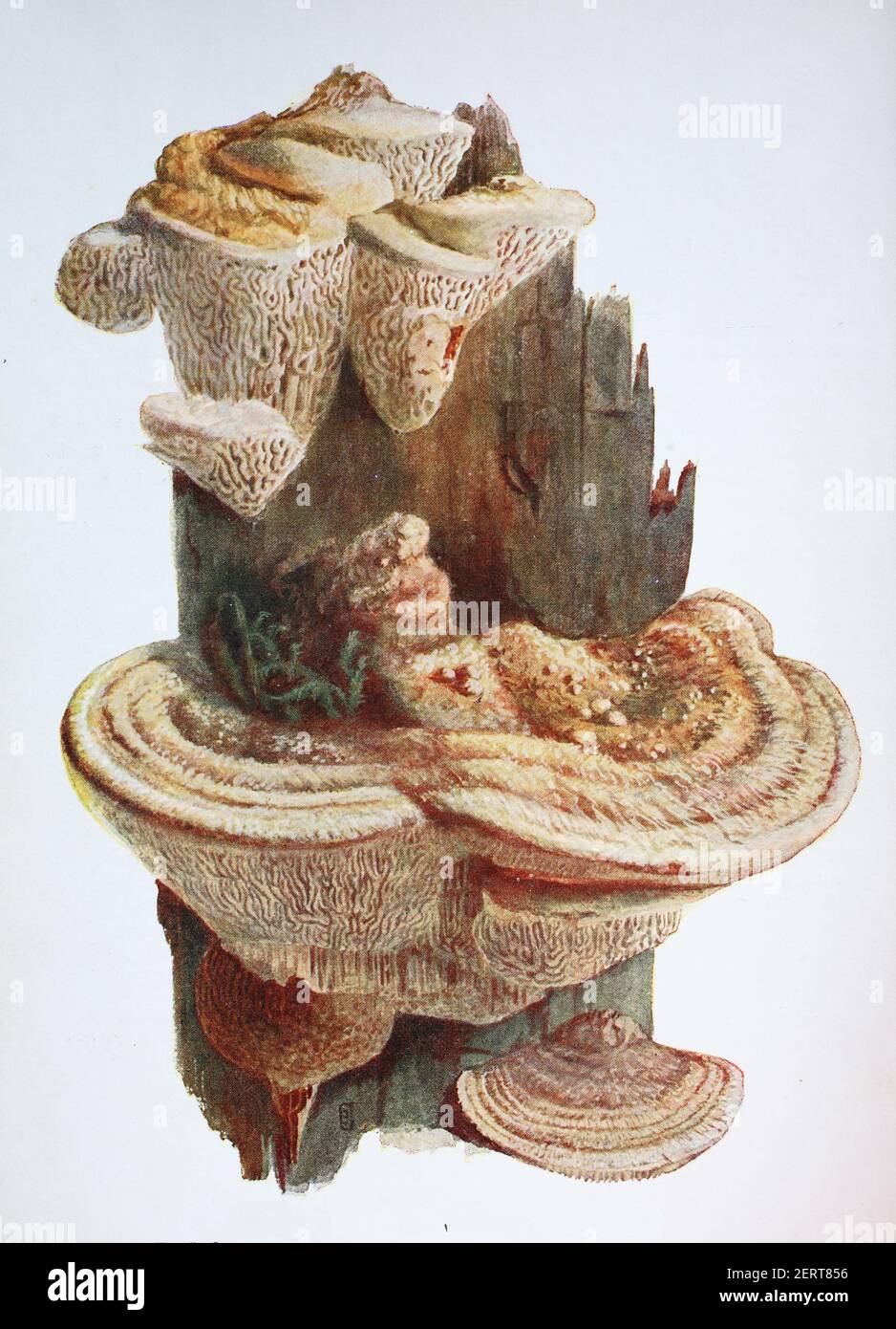 Daedalea quercina is a species of mushroom in the Polyporales order. It is the type species of the genus Daedalea. Commonly known as the oak mazegill or maze-gill fungus, digital reproduction of an ilustration of Emil Doerstling (1859-1940) Stock Photo